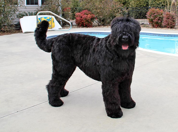 Black Russian Terrier Price