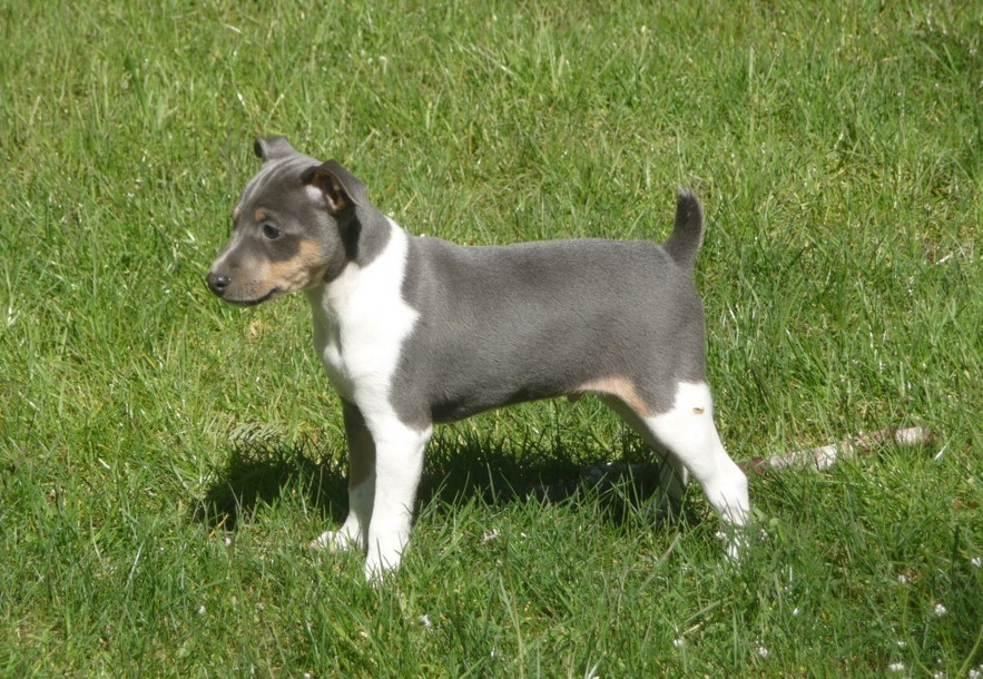 Blue Rat Terrier