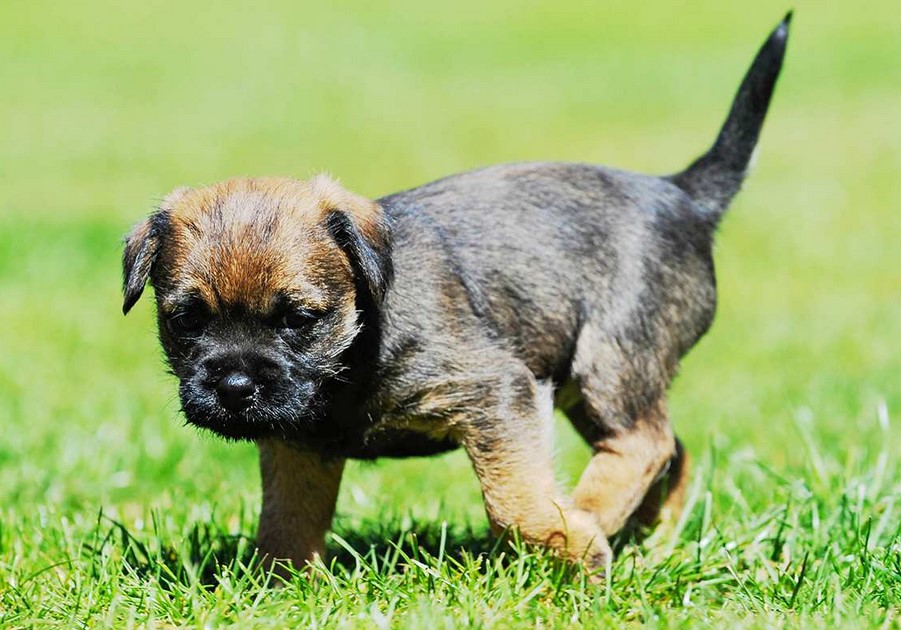 Border Terrier Adoption