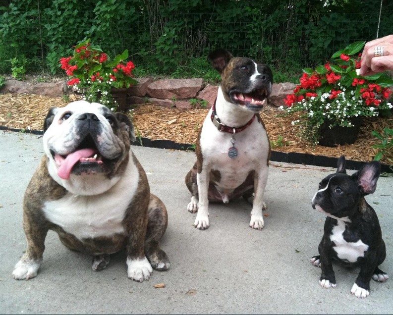 Boston Terrier And French Bulldog