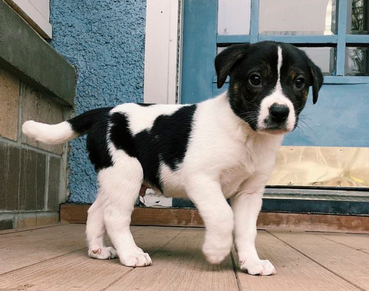 Boston Terrier Border Collie Mix