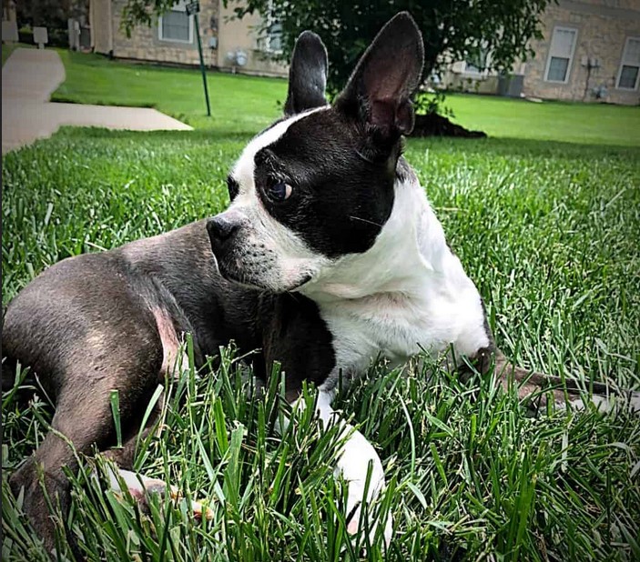 Boston Terrier Breeders Massachusetts