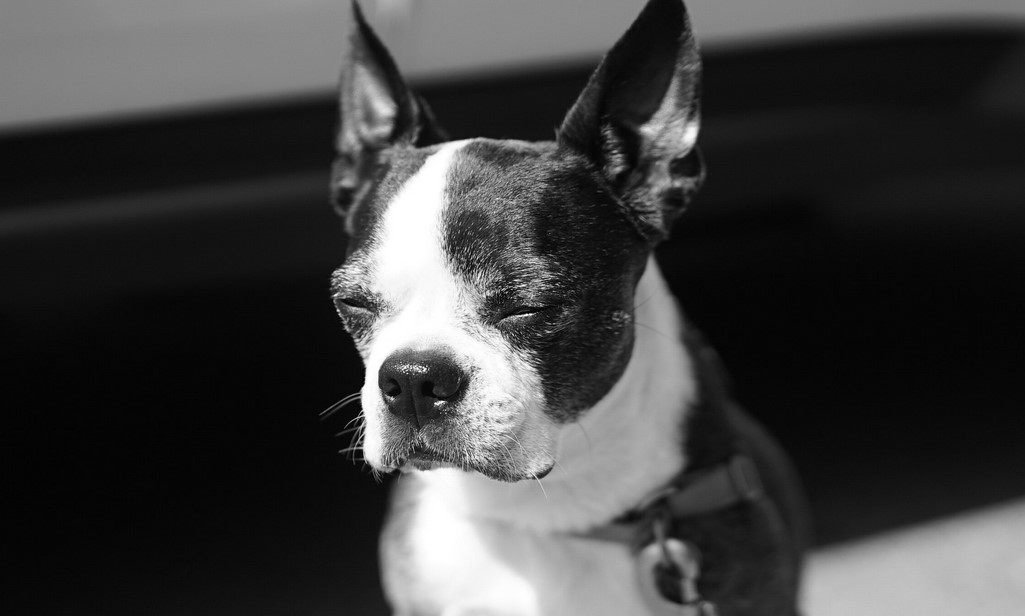 Boston Terrier Cherry Eye