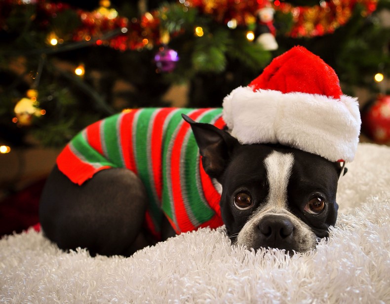 Boston Terrier Christmas