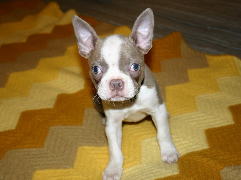 Boston Terrier Ears