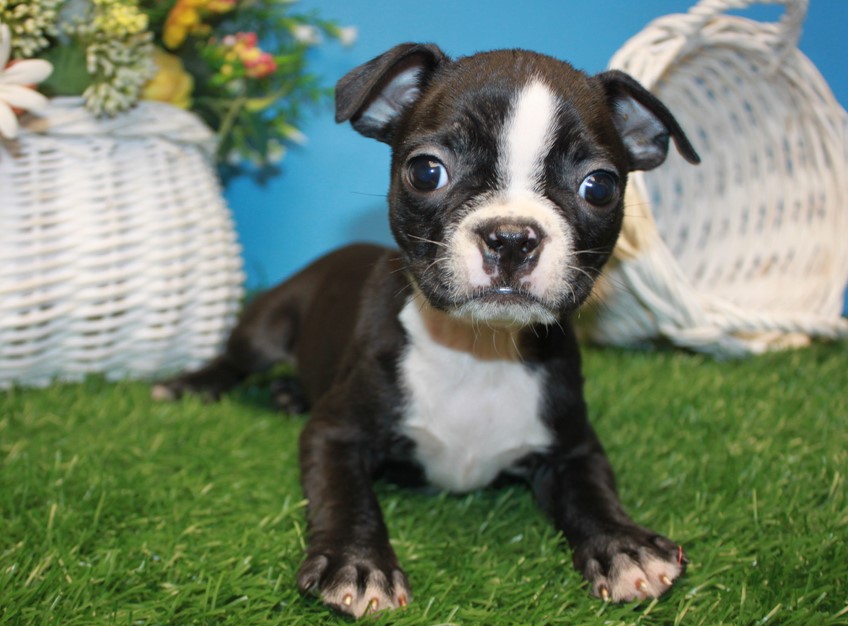 Boston Terrier For Sale NC