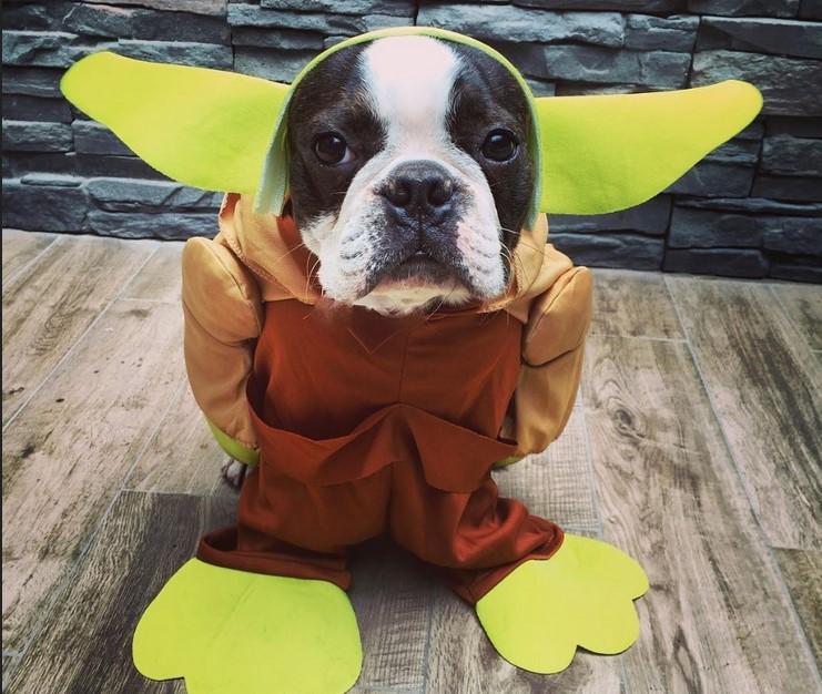 Boston Terrier Halloween Costume