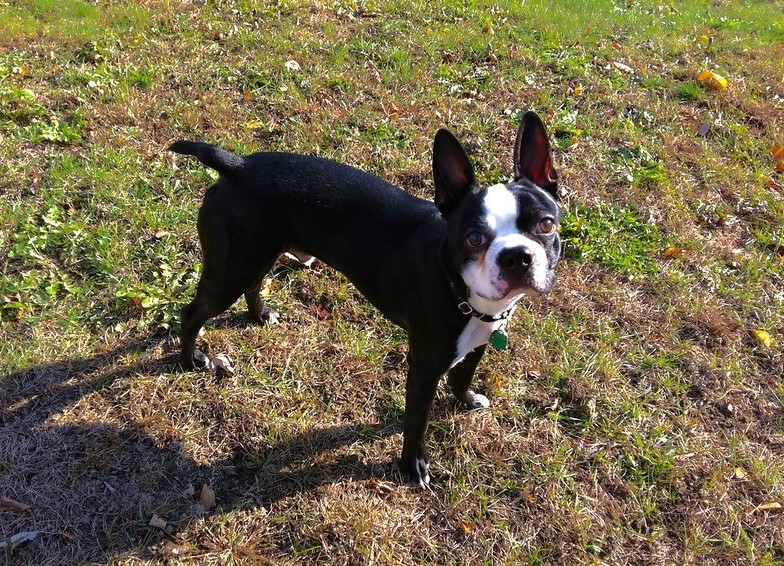 Boston Terrier Long Tail