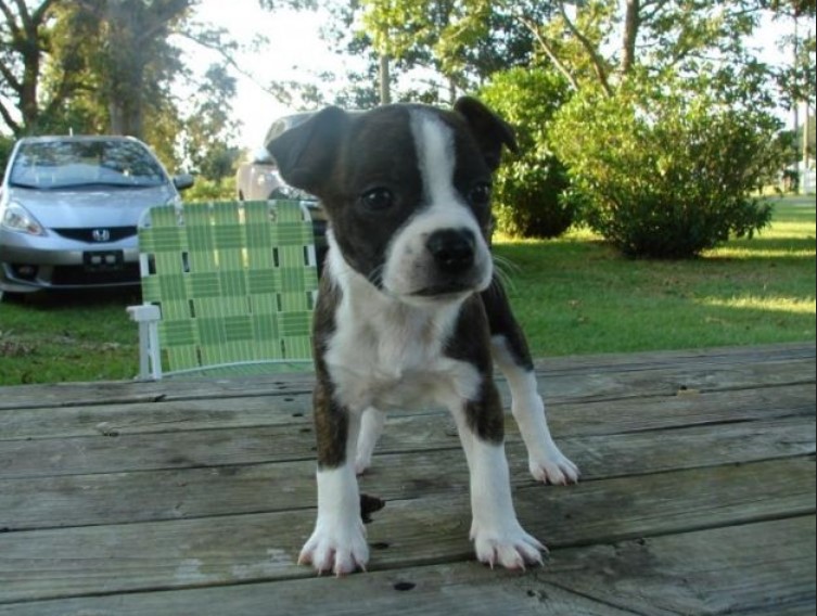 Boston Terrier Mix Puppies