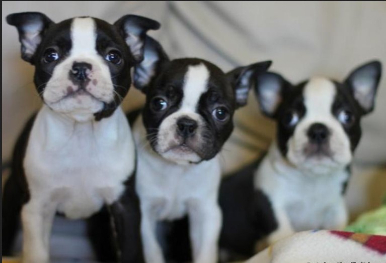 Boston Terrier Puppies For Sale in Indiana