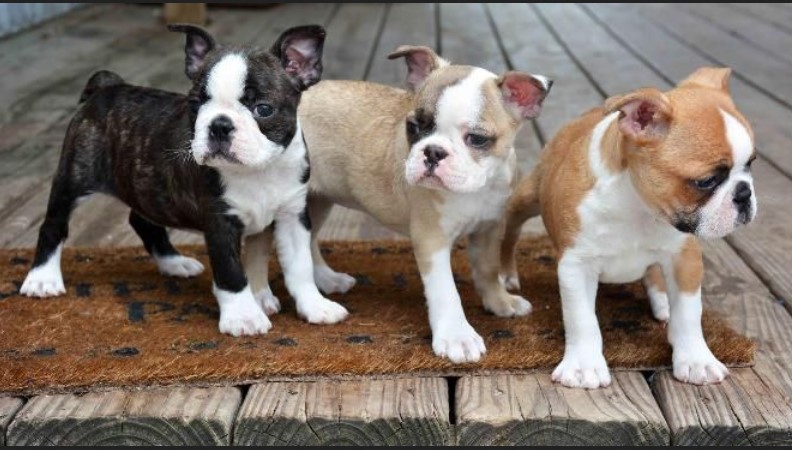 Boston Terrier Puppies For Sale in NC