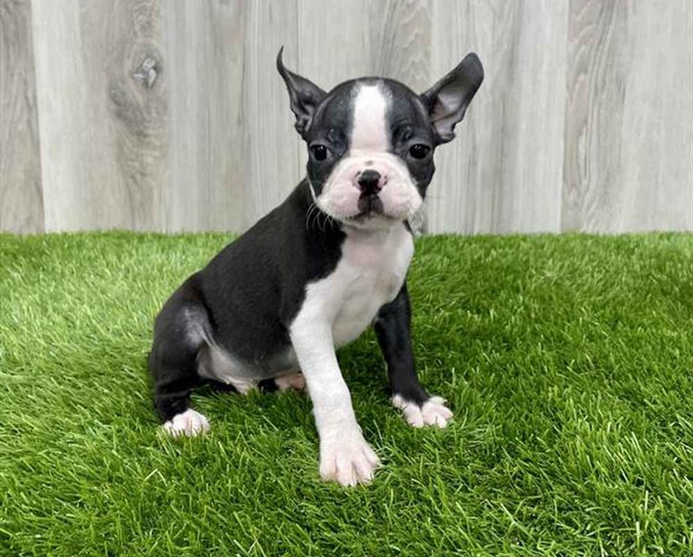 Boston Terrier Puppies For Sale in NY