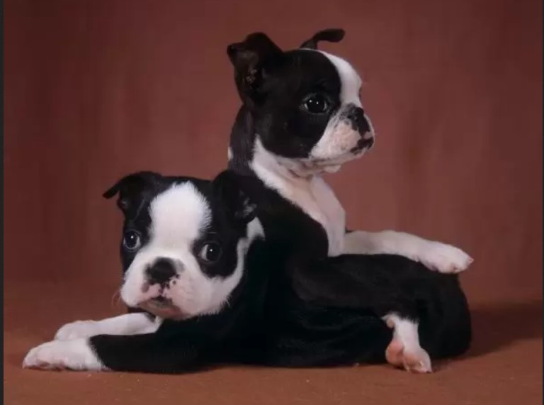 Boston Terrier Puppies NC