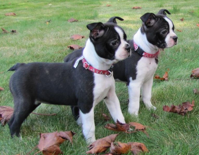 Boston Terrier Puppies Wisconsin