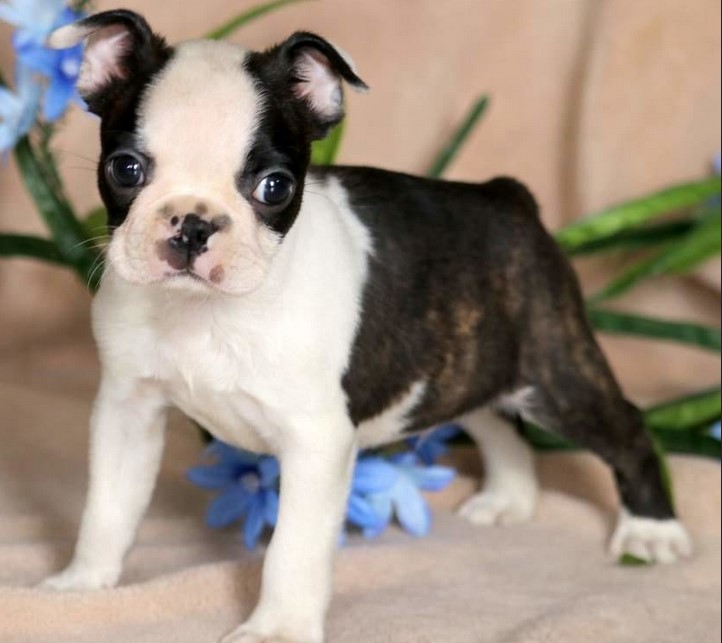 Boston Terrier Rescue Oklahoma