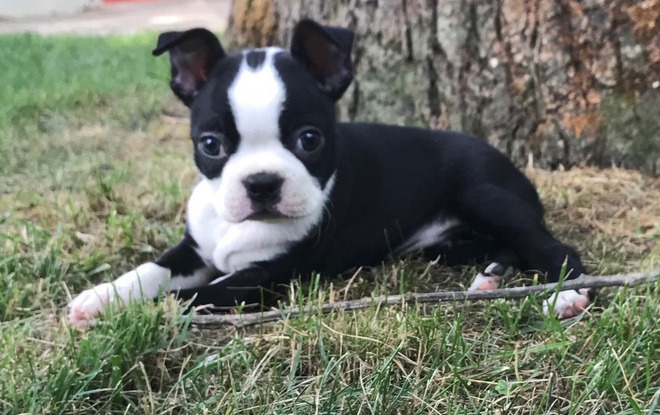 Boston Terrier Rescue PA