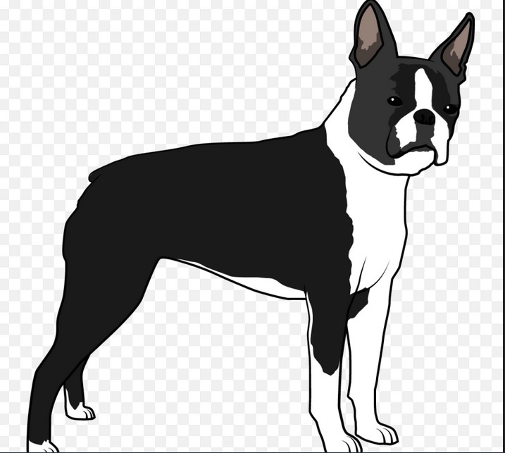 Boston Terrier Silhouette