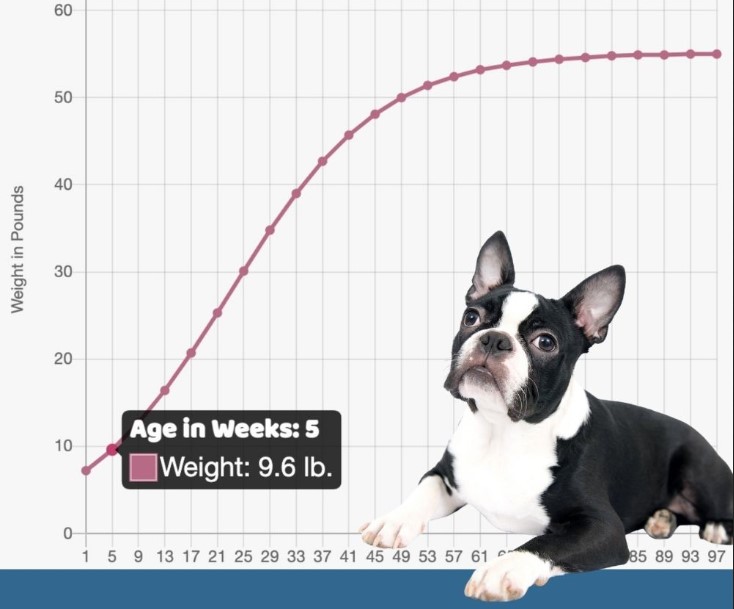 Boston Terrier Size Chart