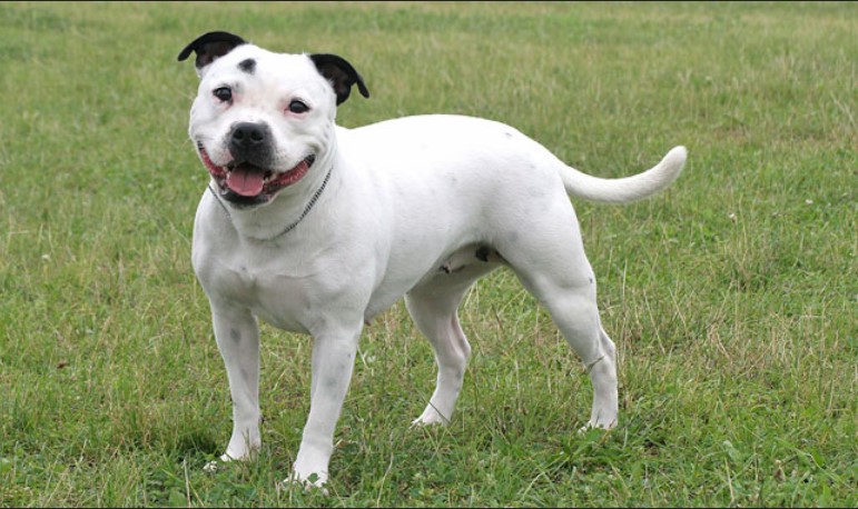 Bull Terrier Bulldog Mix