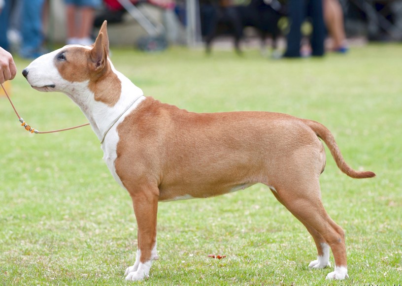 Bull Terrier For Sale Craigslist