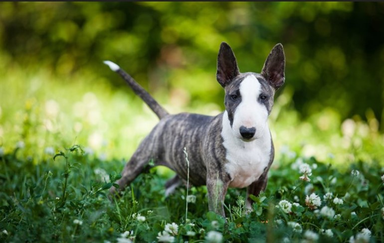 Bull Terrier Images