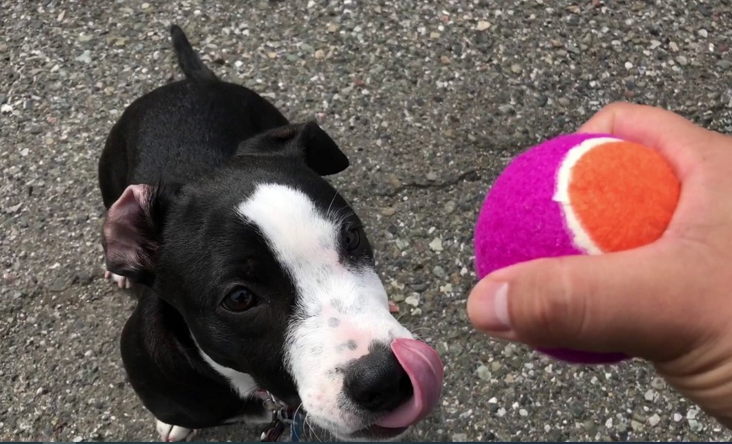 Bull Terrier Poodle Mix