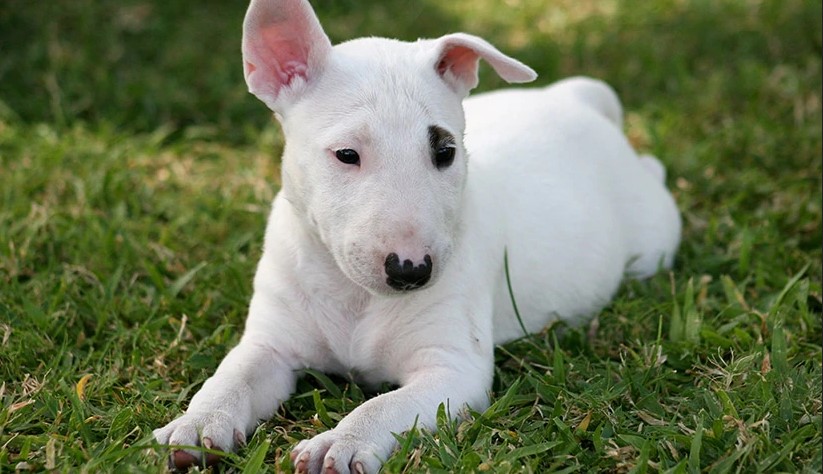 Bull Terrier Puppies For Sale In California