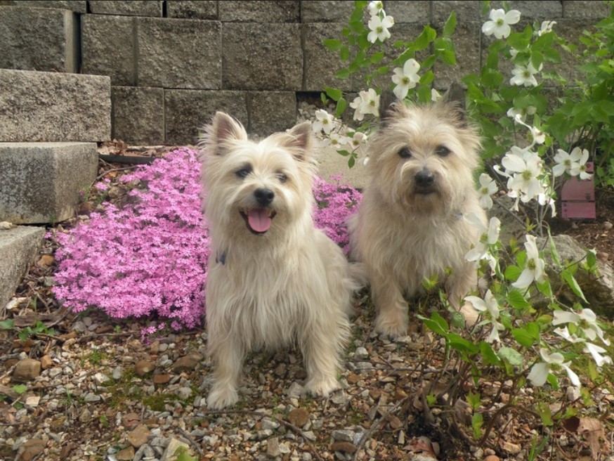 Cairn Terrier Dachshund Mix