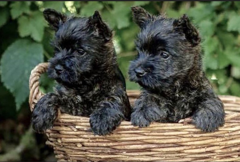 Cairn Terrier For Sale Near Me