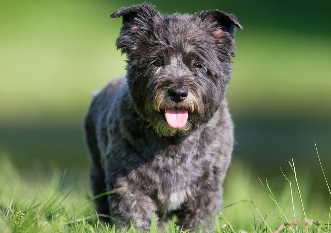 Cairn Terrier Haircut