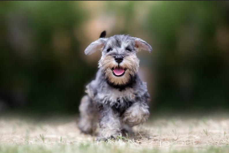 Cairn Terrier Schnauzer Mix