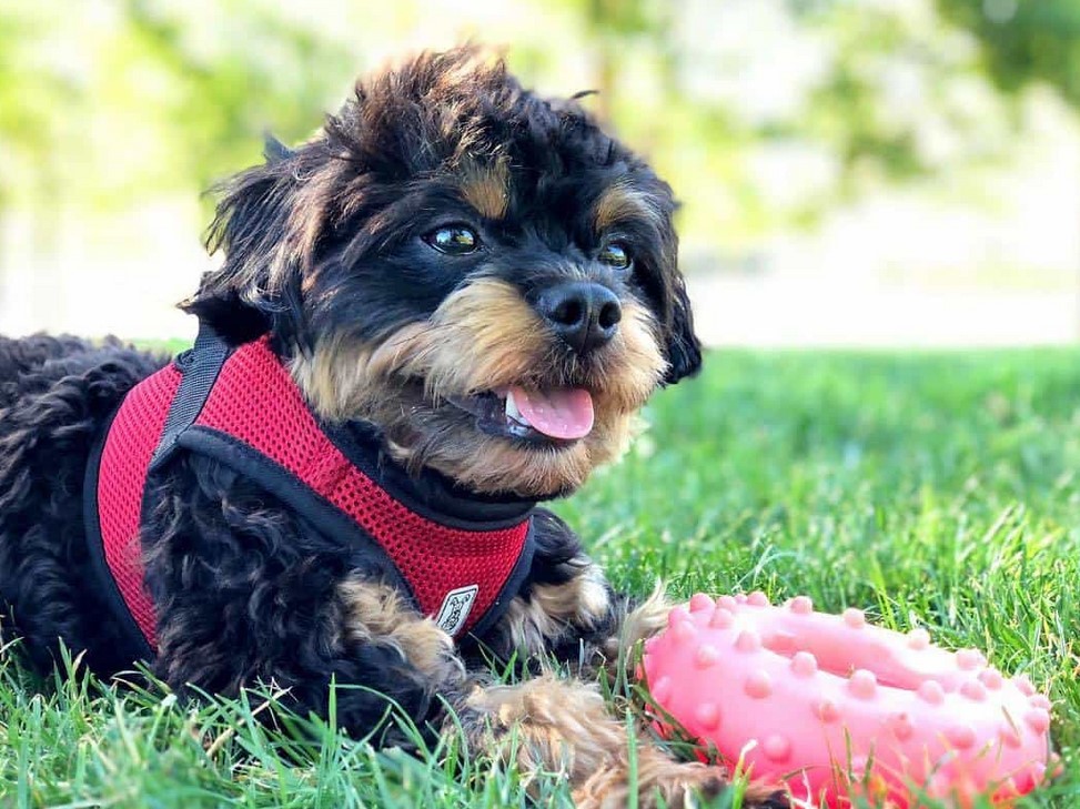 Chihuahua Poodle Terrier Mix