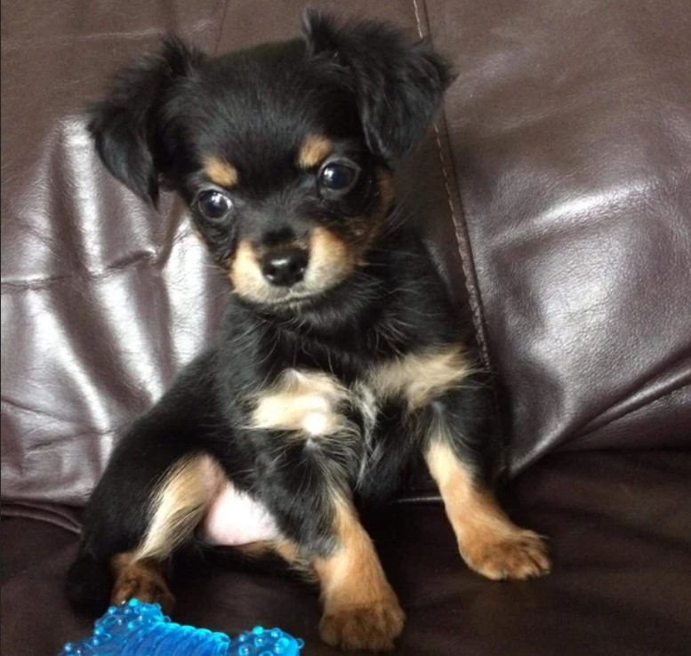 Chihuahua Terrier Mix For Sale