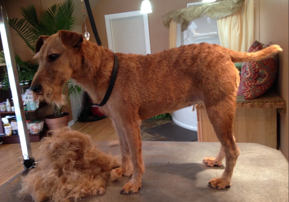 Curly Haired Terrier