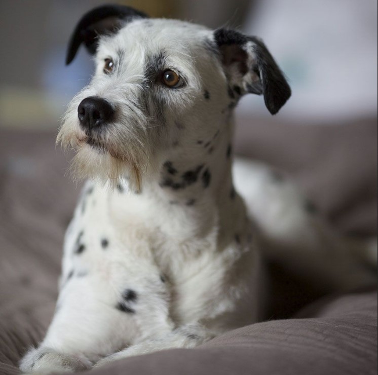 Dalmatian Terrier Mix