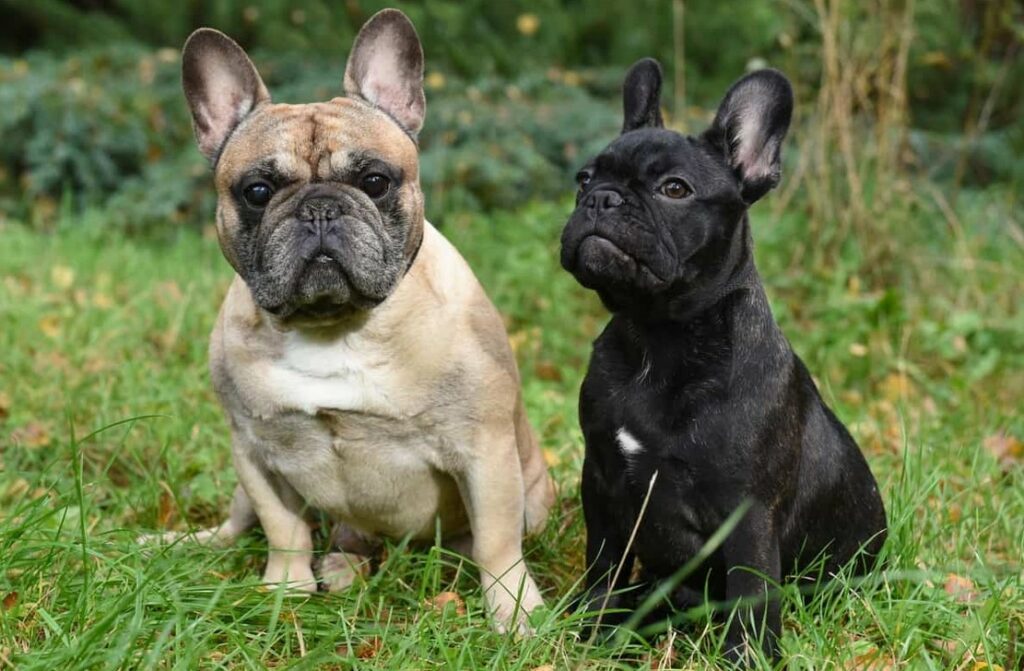 Difference Between Boston Terrier And French Bulldog