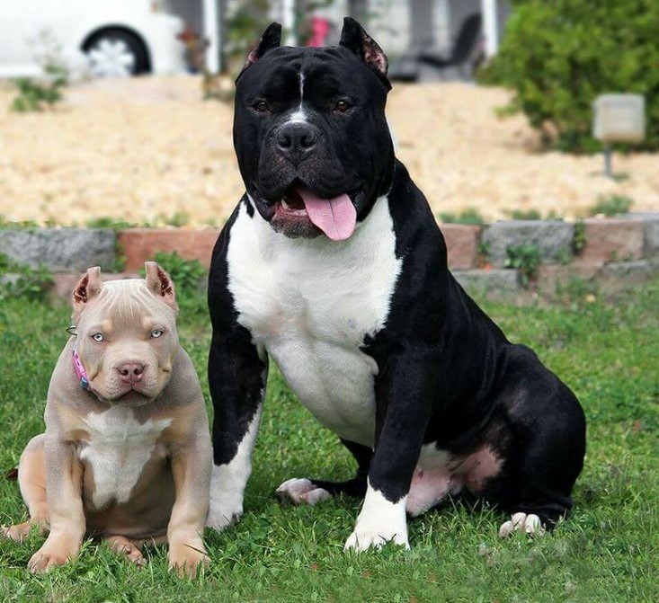 Difference Between Pitbull And Staffordshire Terrier