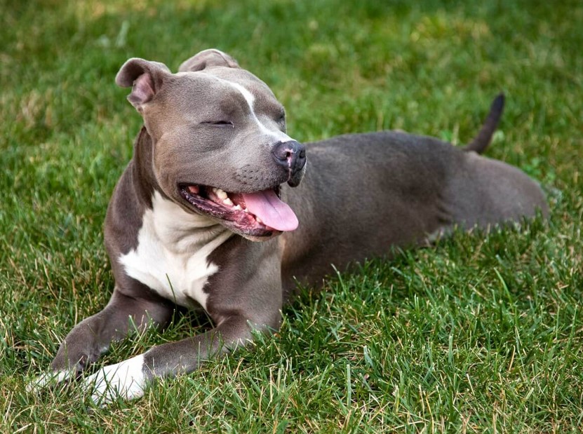 Female American Pitbull Terrier