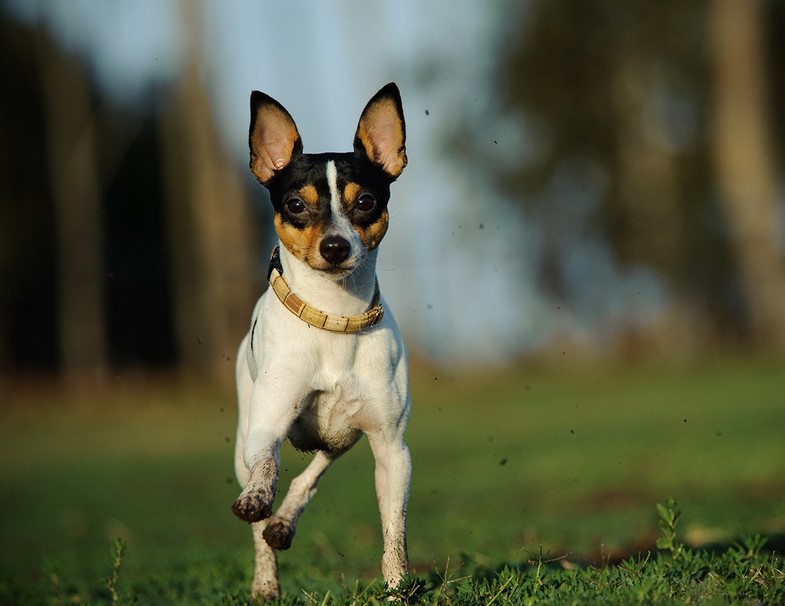 Fox Terrier Chihuahua