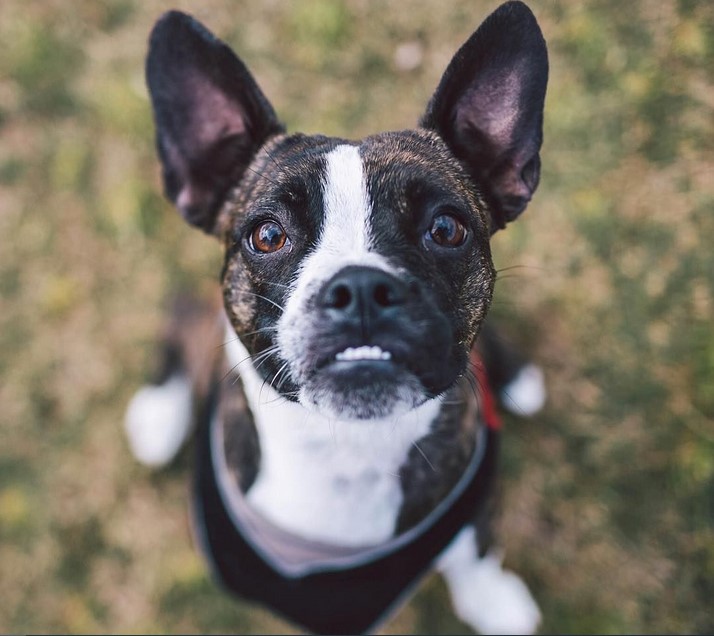 French Bulldog Terrier Mix