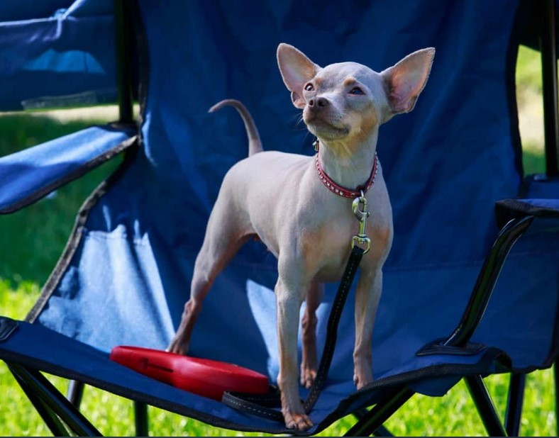 Hairless Rat Terrier