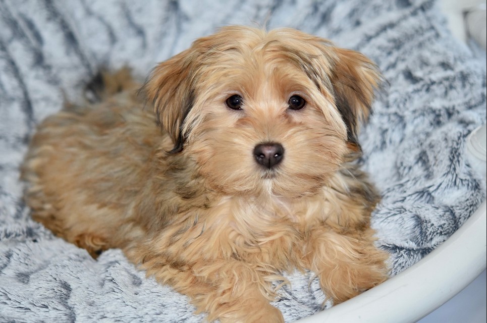 Havanese Terrier Mix