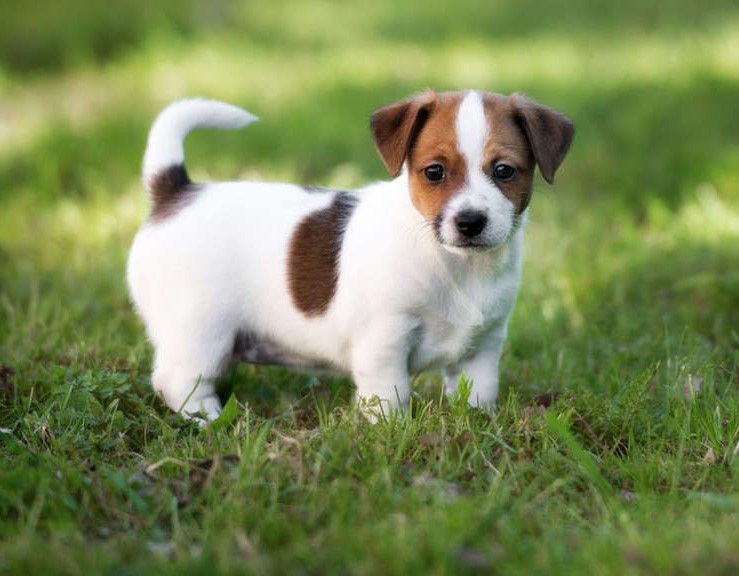 How Much Does A Jack Russell Terrier Cost