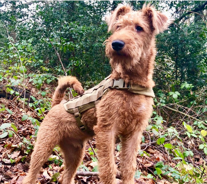 Irish Terrier Breeders