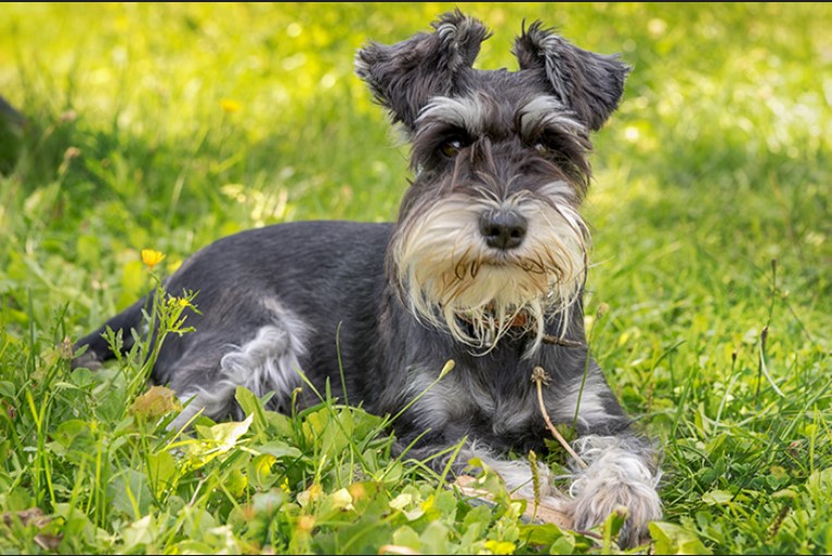 Is A Schnauzer A Terrier