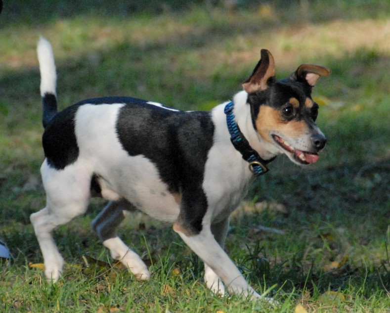 Jack Russell And Rat Terrier Mix