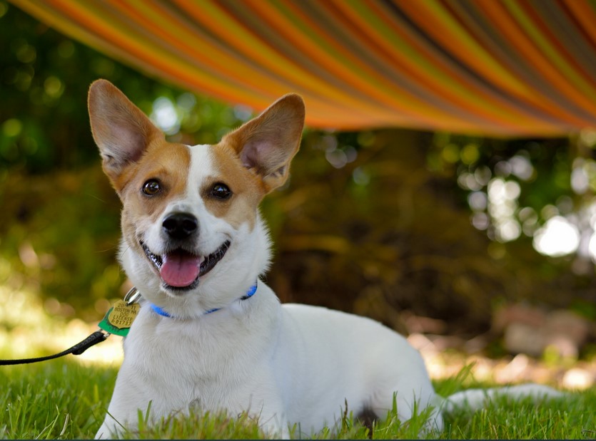 Jack Russell Terrier Corgi Mix