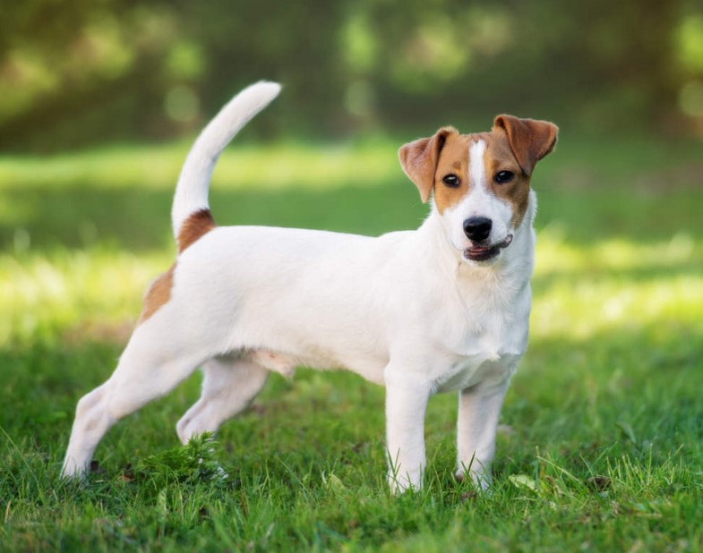 Jack Russell Terrier Smooth