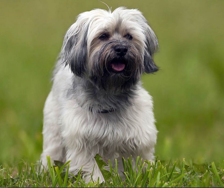 Lhasa Apso Terrier Mix