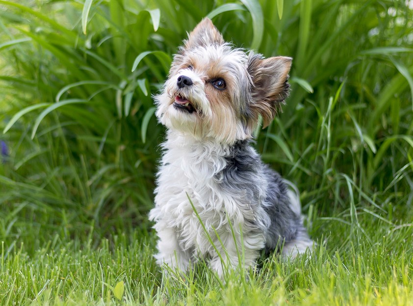 Long Haired Terrier Breed